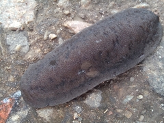 Laevicaulis natalensis