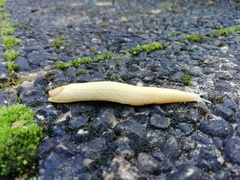 Testacella haliotidea