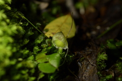 Corybas walliae