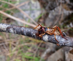 Hemideina crassidens