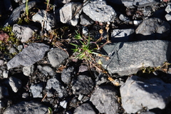 Sagina saginoides