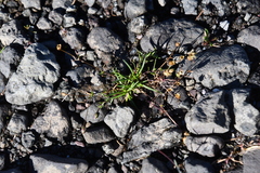 Sagina saginoides