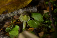 Corybas walliae
