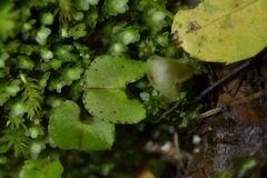 Corybas walliae
