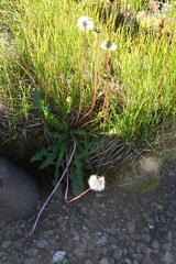 Taraxacum ceratophorum