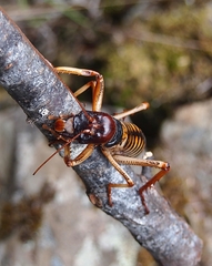 Hemideina crassidens