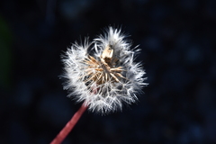 Taraxacum ceratophorum