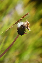 Taraxacum ceratophorum