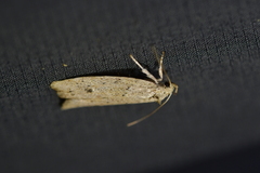 Agriophara colligatella