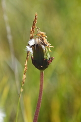 Taraxacum ceratophorum