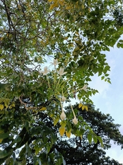 Millingtonia hortensis