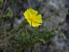 Fumana ericifolia