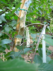 Betula utilis