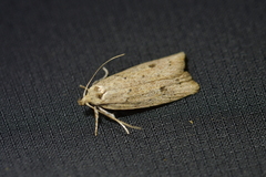 Agriophara colligatella