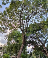 Millingtonia hortensis