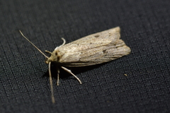 Agriophara colligatella