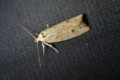 Agriophara colligatella