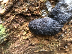 Tubifera ferruginosa