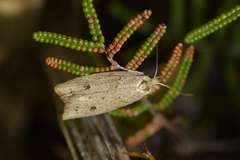 Agriophara colligatella
