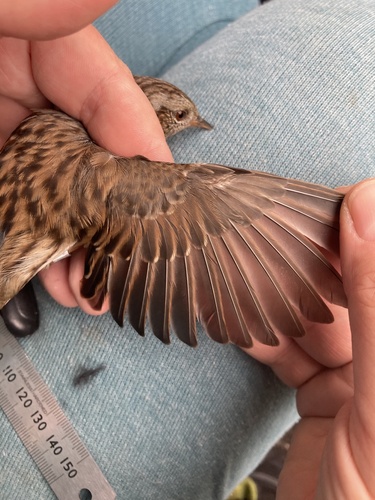 Dunnock