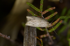 Agriophara colligatella