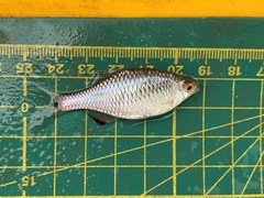 Paratanakia himantegus