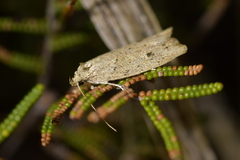 Agriophara colligatella