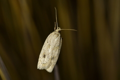 Agriophara colligatella