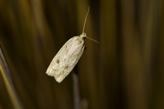 Agriophara colligatella