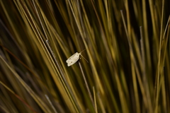 Agriophara colligatella