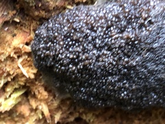 Tubifera ferruginosa