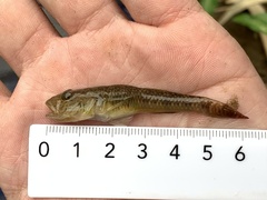 Rhinogobius similis