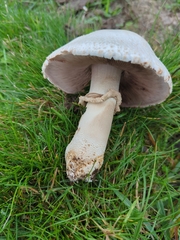 Agaricineae