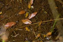 Potamogeton suboblongus