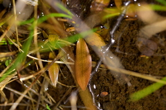 Potamogeton suboblongus