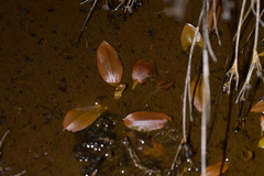 Potamogeton suboblongus
