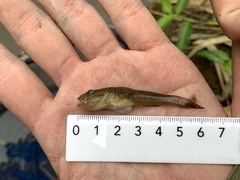 Rhinogobius similis