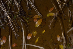 Potamogeton suboblongus