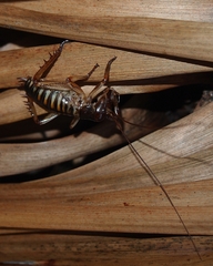 Hemideina crassidens