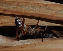 Hemideina crassidens
