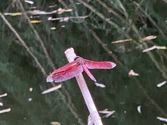 Neurothemis taiwanensis