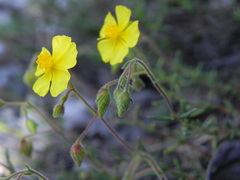 Fumana ericifolia
