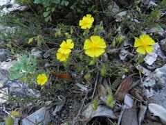 Fumana ericifolia