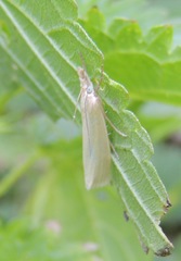 Crambus perlella