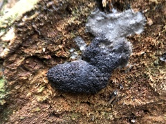 Tubifera ferruginosa