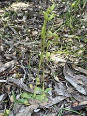 Pterostylis lepida