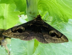 Spirama indenta