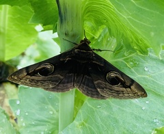 Spirama indenta