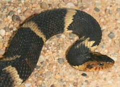 Nerodia fasciata confluens