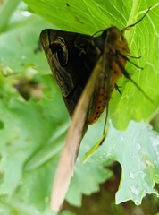 Spirama indenta